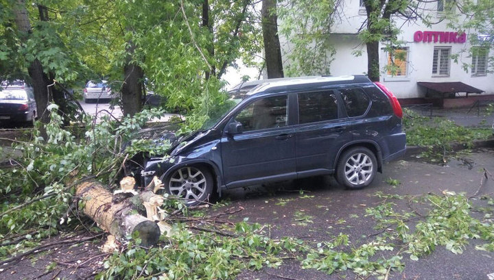 Пострадавшим от урагана: что делать, если на машину рухнуло дерево, щит или столб