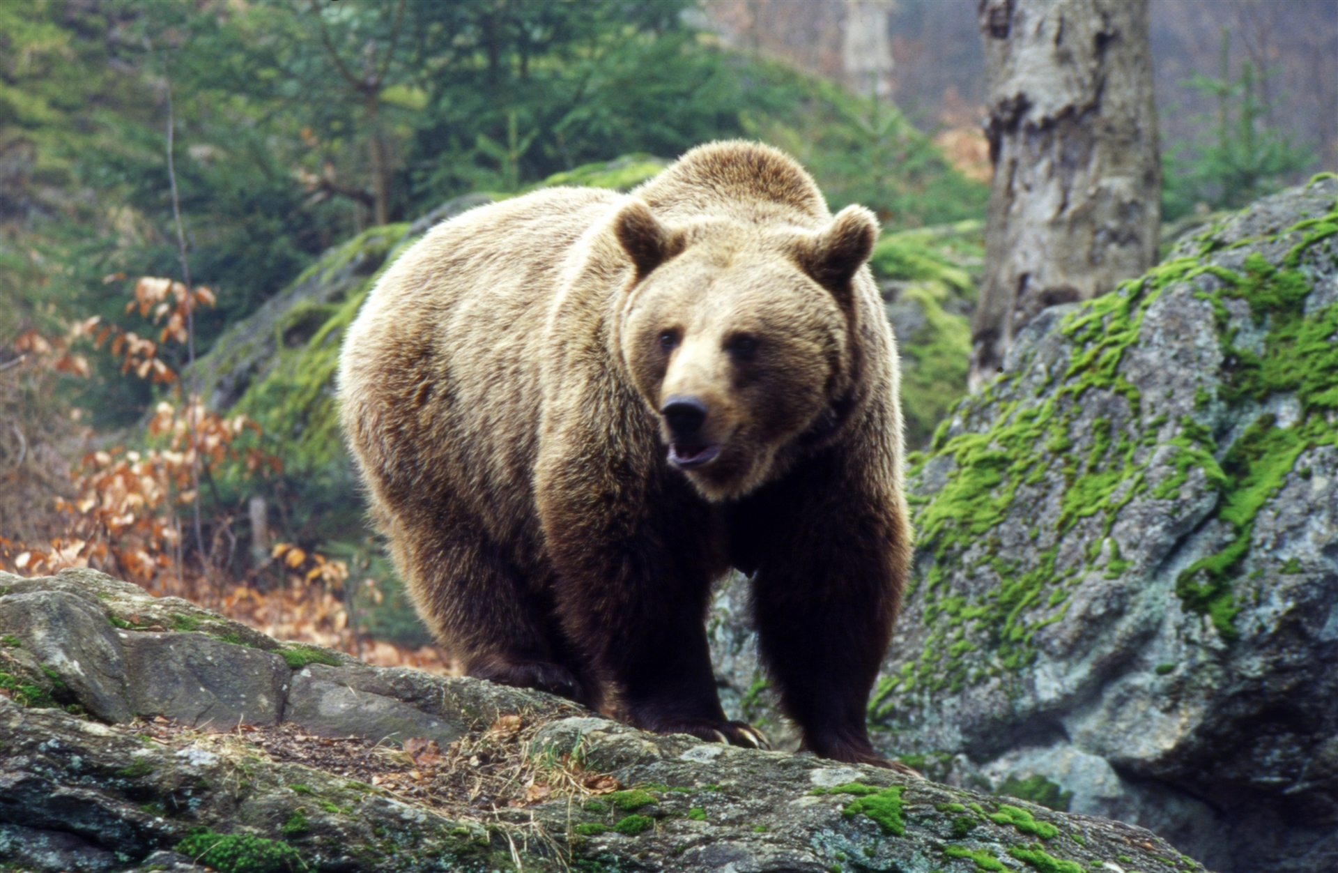 Бурый медведь Алтайского заповедника