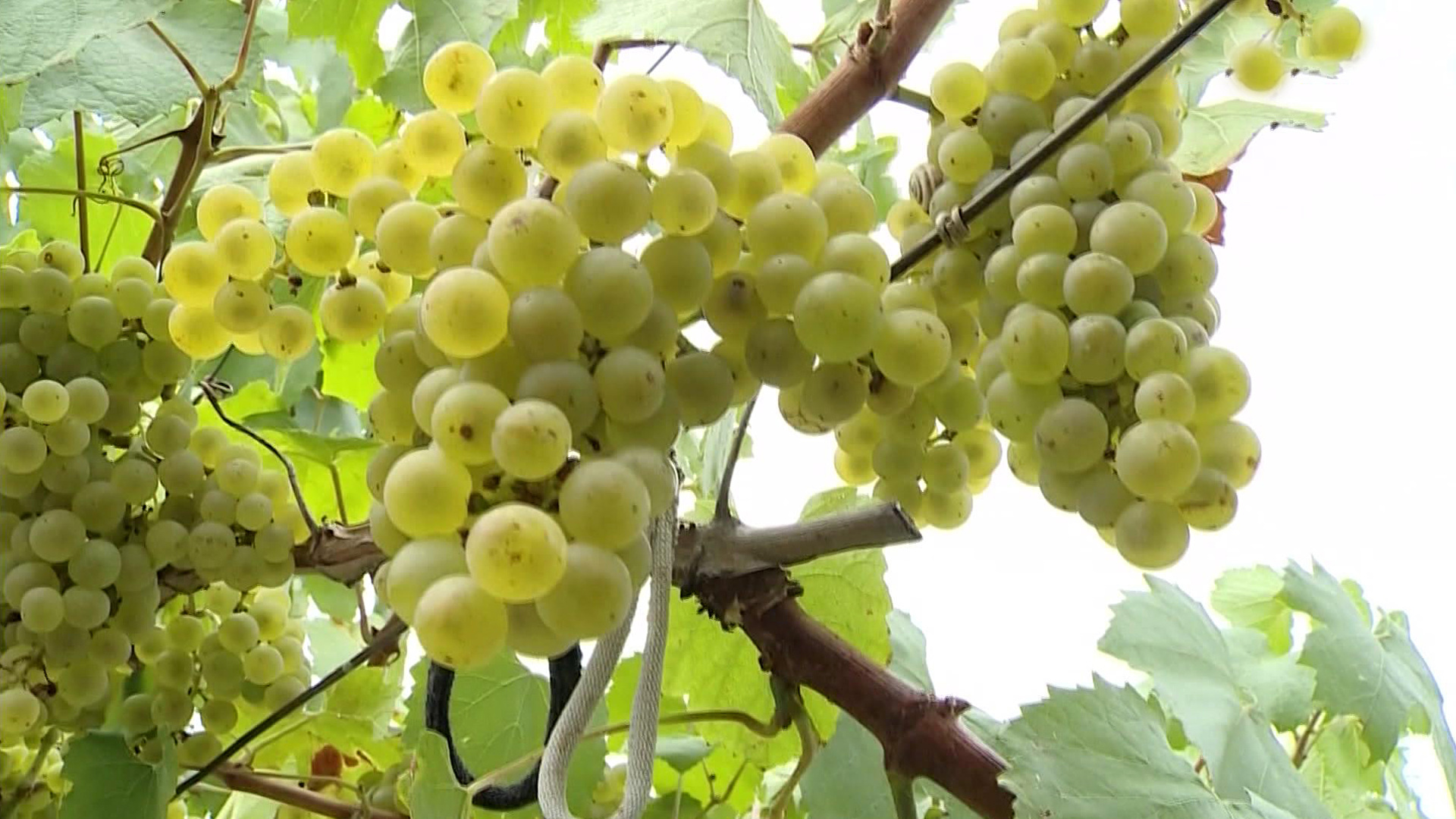 Белый виноград Краснодарский край