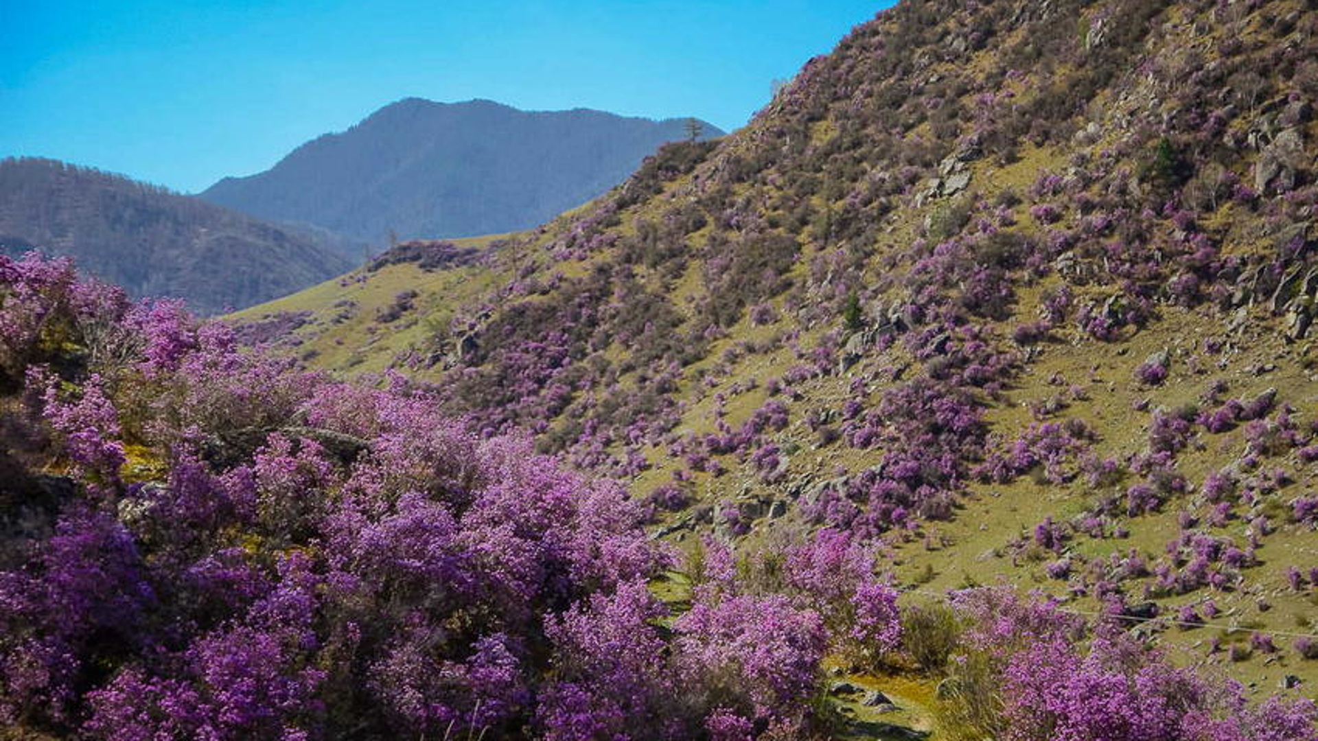Цветение маральника горный Алтай 2020