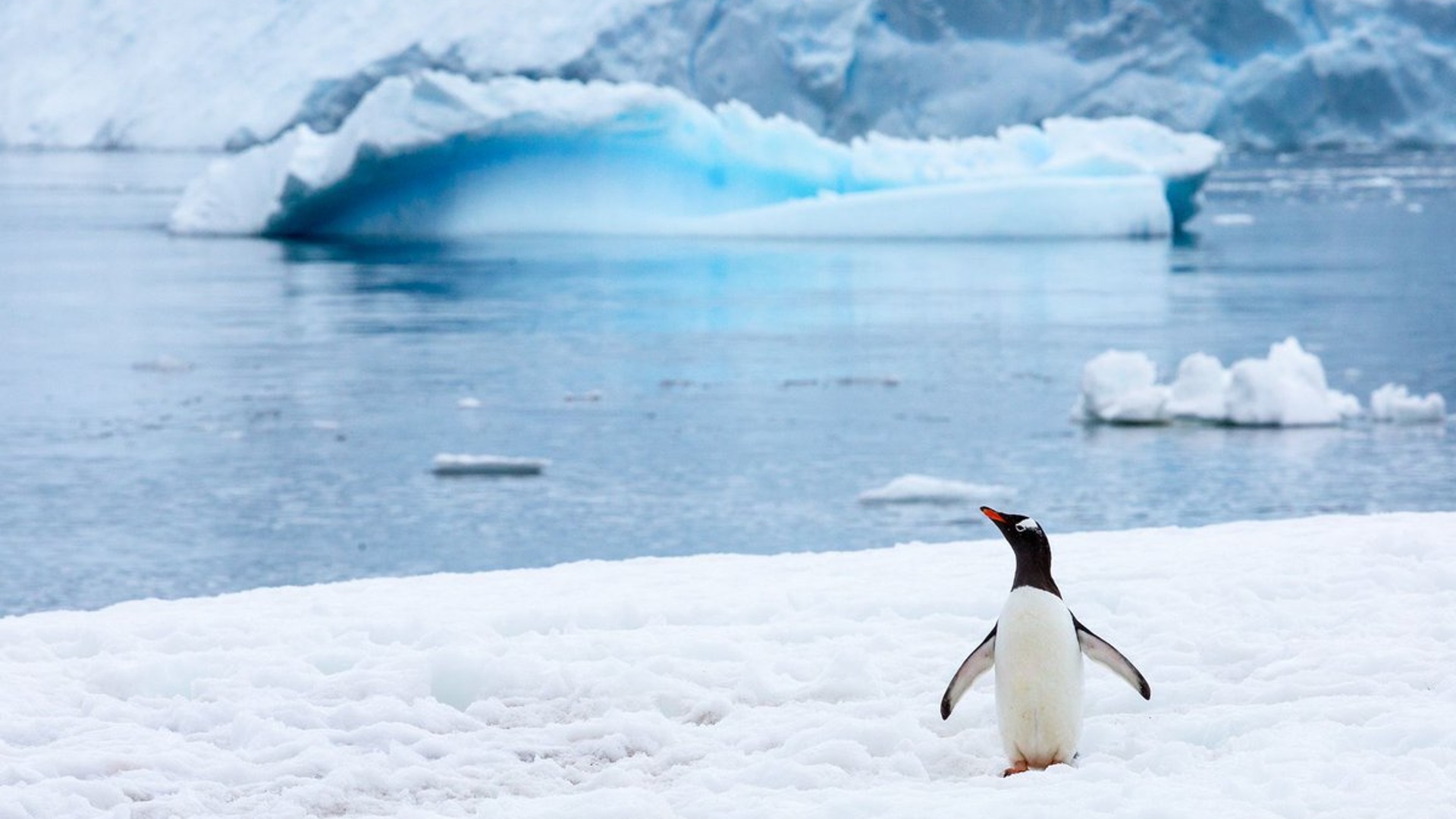 Пингвины на льдинах