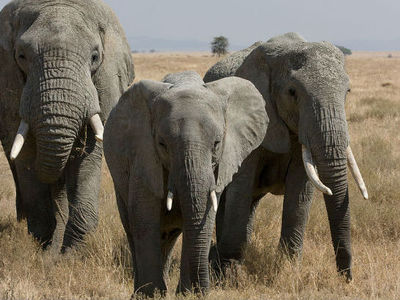 Дикие слоны в Индии затоптали четырех человек