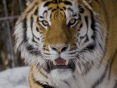 Родители покусанной тигром девочки не имеют претензий к барнаульскому зоопарку