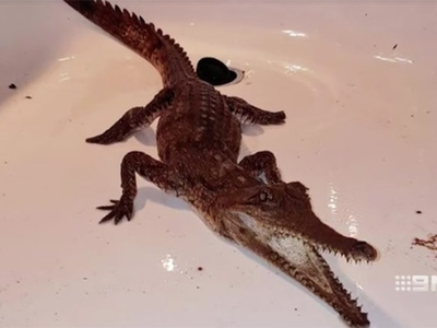 Австралийская семья на Пасху нашла крокодила