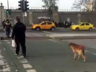 В Турции сняли на видео дисциплинированную собаку-пешехода