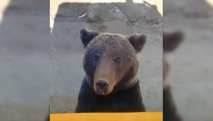 Автолюбители сняли на видео попытку проникновения медведей в машины