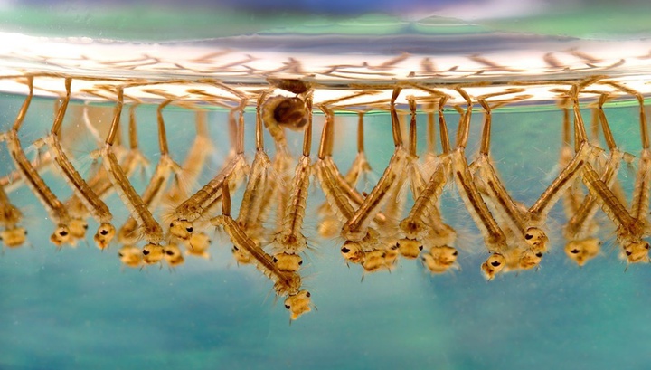 Новая угроза: комары переносят микропластик из воды на сушу
