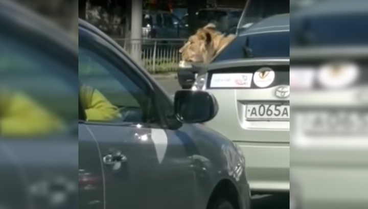 В Приморском крае в легковом автомобиле перевозили льва. Видео