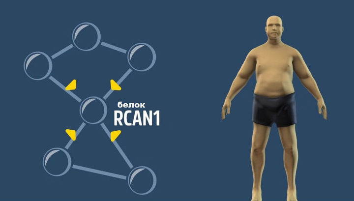 Похудение возможно на генном уровне:если отключить белок RCAN1
