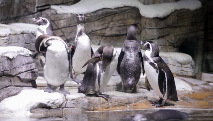 Восемь пингвинов Гумбольдта пополнили экспозицию Приморского океанариума