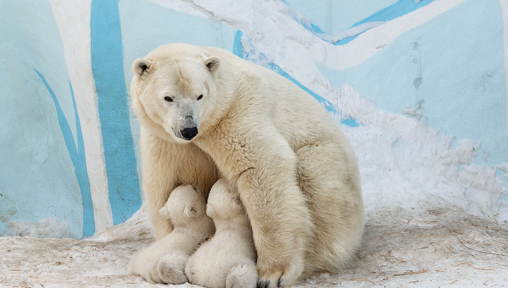 Ветеринары: у белой медведицы Герды родились мальчик и девочка