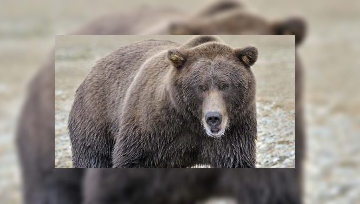 Медведь, живший на окраине Снежинска, проснулся после зимней спячки