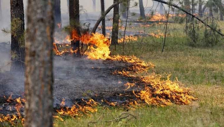 В Вологодской области горит 1,6 гектара леса