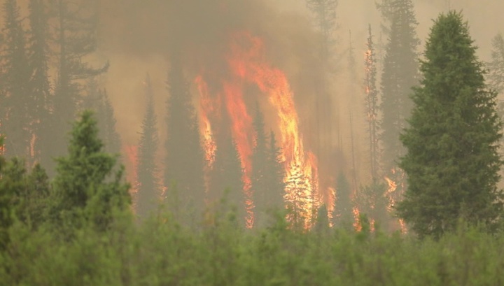 Площадь лесных пожаров в России стремительно растет