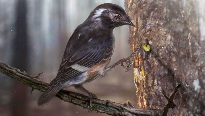 В янтаре найдены останки древней птицы с аномально длинными пальцами