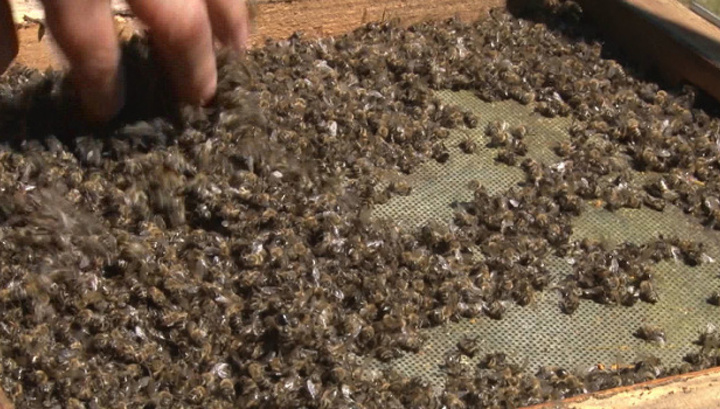 Эксперты назвали причину массовой гибели пчел в Воронежской области