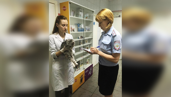 В Томске на выкинувшего котов с 8 этажа завели дело