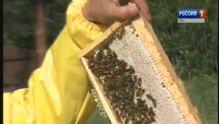 Специалисты обсудили массовую гибель пчел на Урале