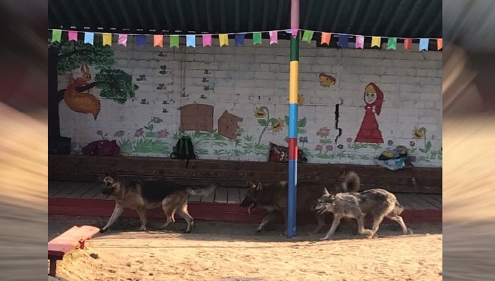 Огромные собаки терроризируют детсад в Коркино