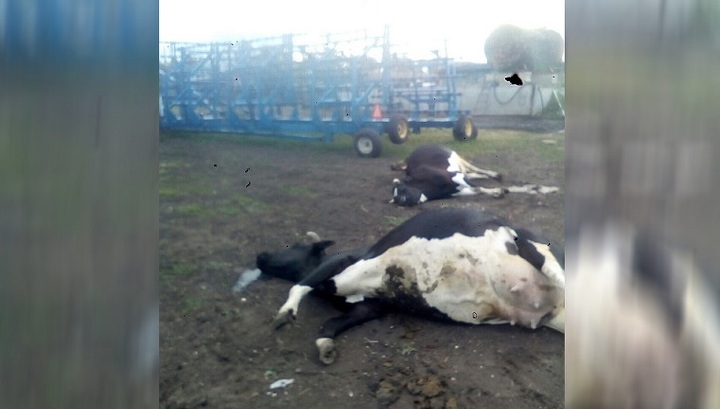 На Урале расследуют причины массового падежа скота