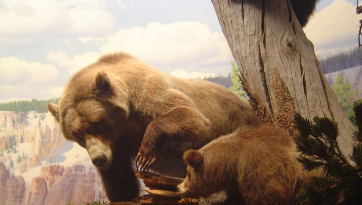 На Урале найдены останки пещерных медведей