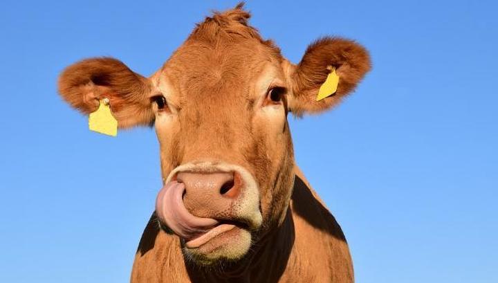В Бурятии пересмотрят меры господдержки для молочного животноводства