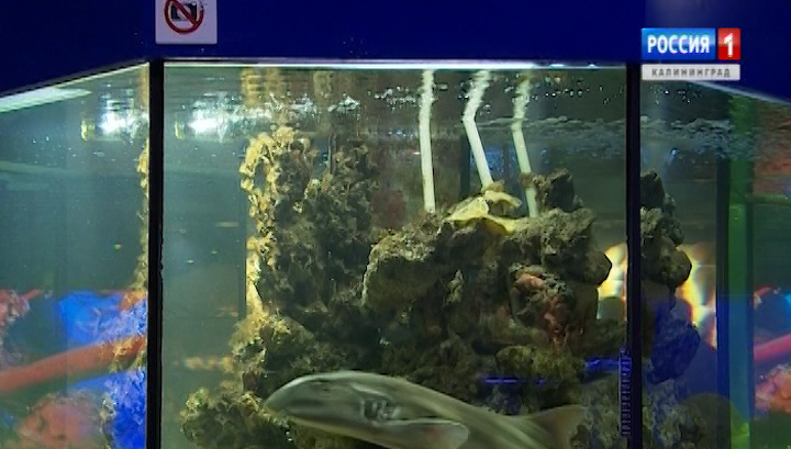 Экспозицию Музея Мирового океана могут пополнить обитатели Приморского океанариума