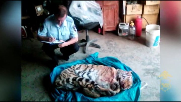 Приморец, хранивший в морозилке тушу тигра, приговорен к 5 годам тюрьмы