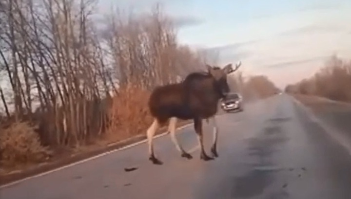 Агрессивный лось атаковал машину на трассе около Тольятти.  Видео