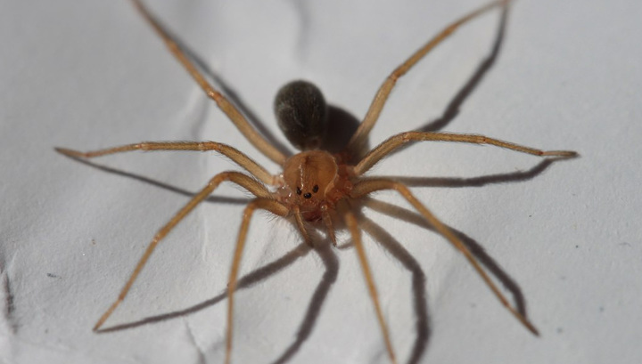 Особо опасен: в Мексике обнаружен новый паук-отшельник