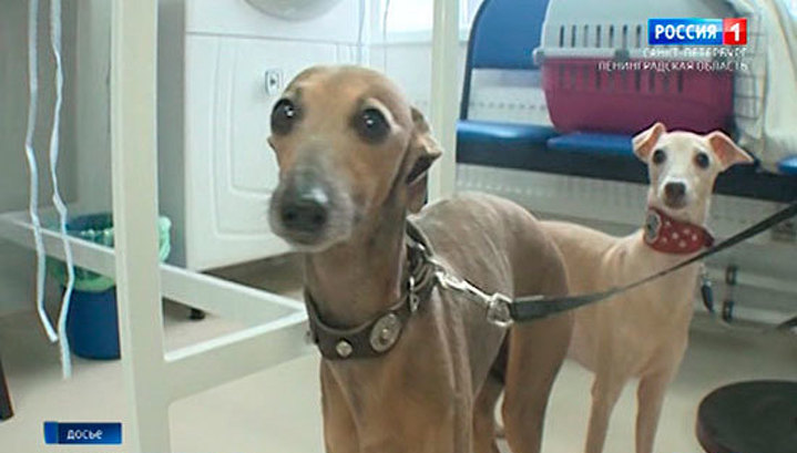 26 декабря в Петербурге бесплатно вакцинируют собак от бешенства