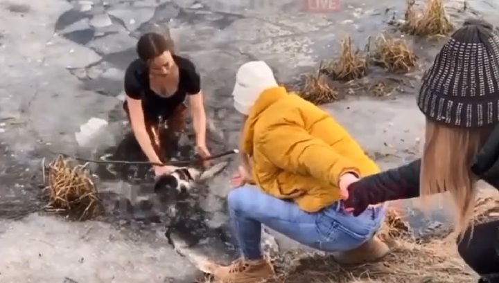 В Подмосковье мать троих детей вытащила собаку, провалившуюся под лед. Видео