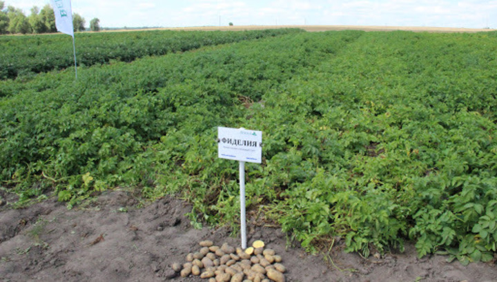 В России существенно увеличат площадь посадки картофеля, капусты, моркови и свеклы