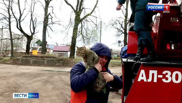 Пожарные спасли кота, просидевшего на дереве пять дней