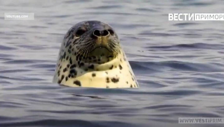 Смертельная метка: живодеры продолжают калечить тюленей в Приморье