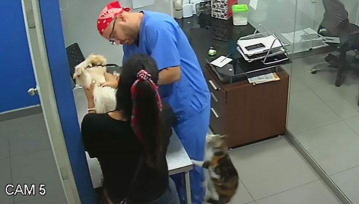 Кот напал на ветеринара, пытаясь спасти собаку от прививки