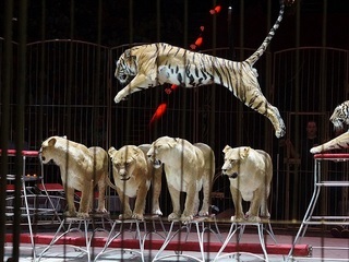Объявили лауреатов фестиваля циркового искусства “На Фонтанке”