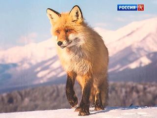 Уникальные кадры пейзажей и животных на выставке „Первозданная Россия“
