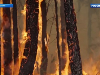 Средства, собранные на фестивале Элвиса в Австралии, пойдут на борьбу с лесными пожарами
