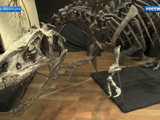Скелет аллозавра ушел с молотка на аукционе в Париже
