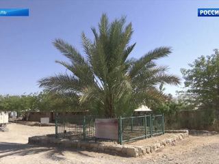 Израильские учёные вырастили финиковые пальмы из косточек, которым около двух тысяч лет
