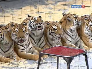 Краснодарский цирк перешел в ведение региональных властей