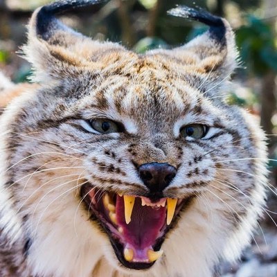 В Хабаровске рядом с детским садом поймали рысь В Хабаровске рядом с детским садом поймали рысь