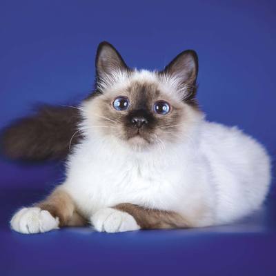 Штат Нью-Йорк запретил кошачий Штат Нью-Йорк запретил кошачий