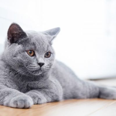 Кошку за 15 млн рублей выставил на продажу житель Ростова-на-Дону Кошку за 15 млн рублей выставил на продажу житель Ростова-на-Дону