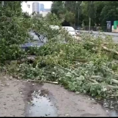 Сильный ветер повалил более 30 деревьев в Самаре Сильный ветер повалил более 30 деревьев в Самаре