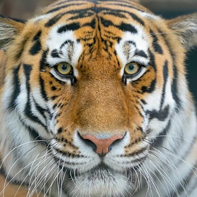 Сегодня отмечается День тигра на Дальнем Востоке Сегодня отмечается День тигра на Дальнем Востоке