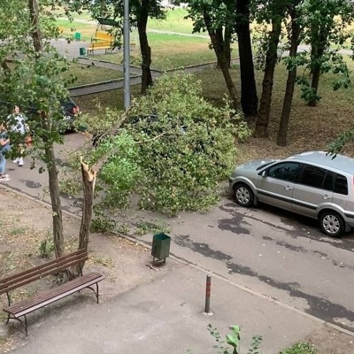 Шквалистый ветер повалил в Москве за сутки около 60 деревьев