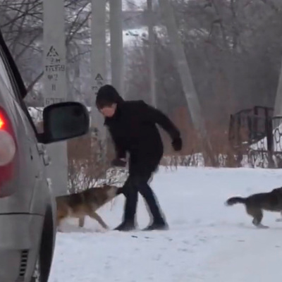 Прокуратура проводит проверку из-за нападений бездомных собак на детей в Шахтерске
