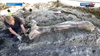 Во Франции найдена гигантская бедренная кость динозавра